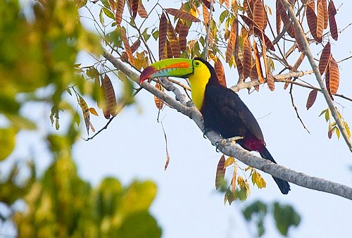 Photo (6): Keel-billed Toucan