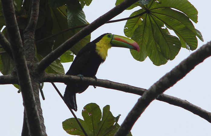 Photo (10): Keel-billed Toucan