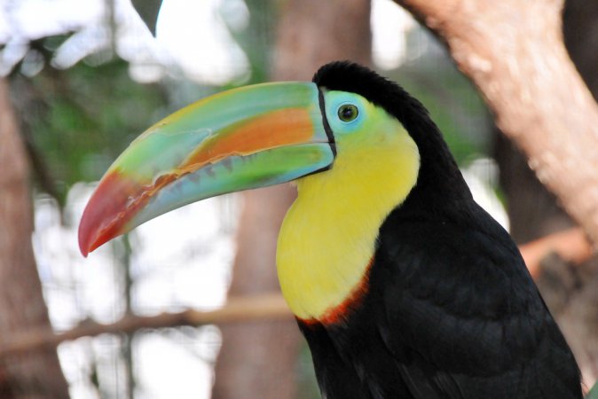 Photo (7): Keel-billed Toucan