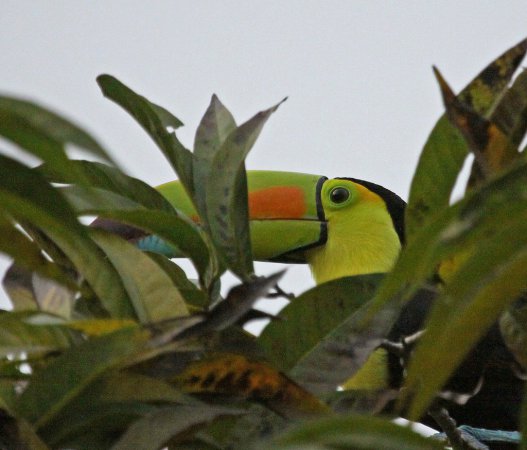 Photo (15): Keel-billed Toucan