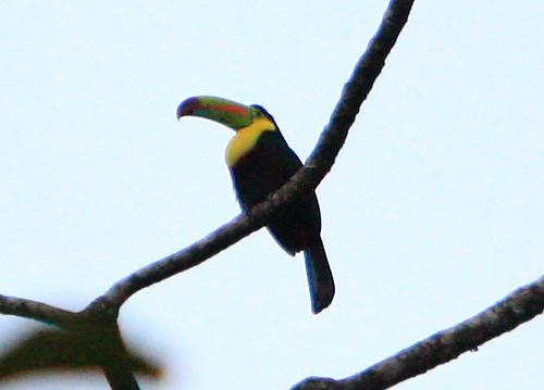 Photo (16): Keel-billed Toucan
