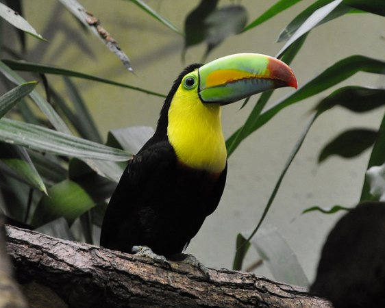 Photo (1): Keel-billed Toucan