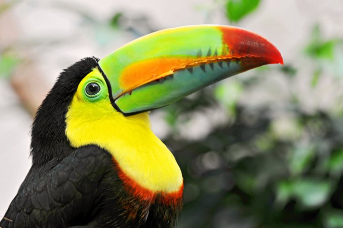 Photo (2): Keel-billed Toucan