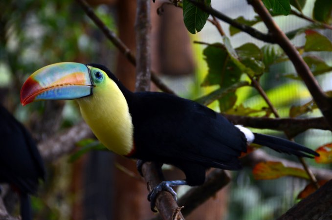 Photo (4): Keel-billed Toucan