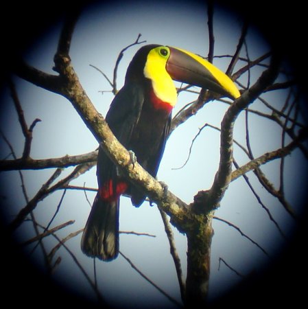 Photo (10): Black-mandibled Toucan