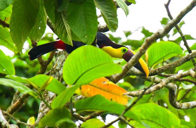 Photo (13): Black-mandibled Toucan
