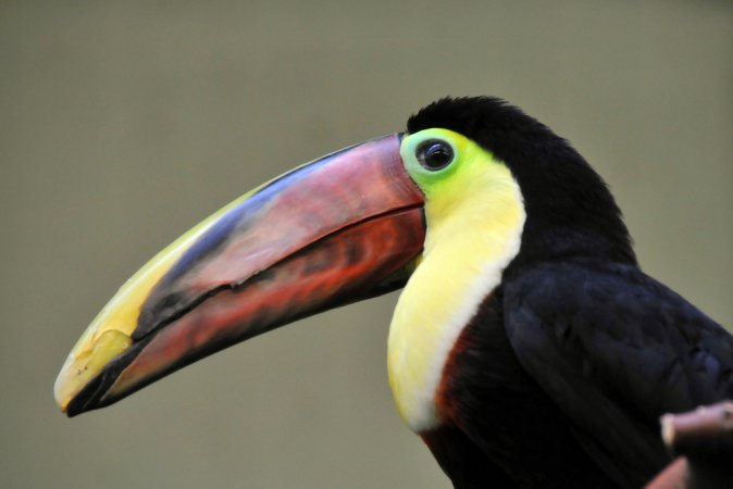 Photo (6): Black-mandibled Toucan