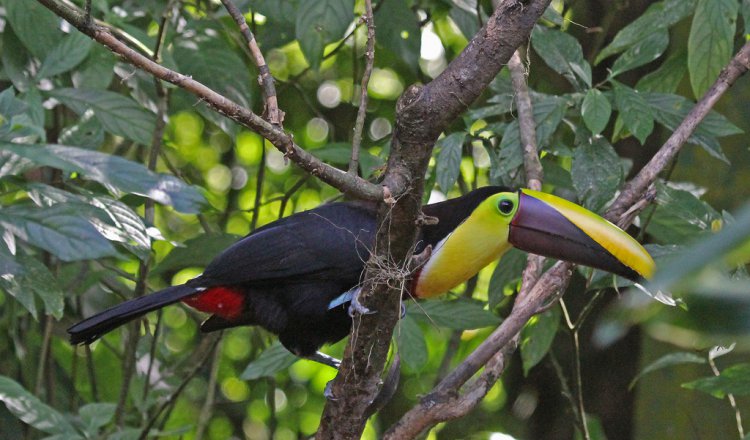 Photo (4): Black-mandibled Toucan