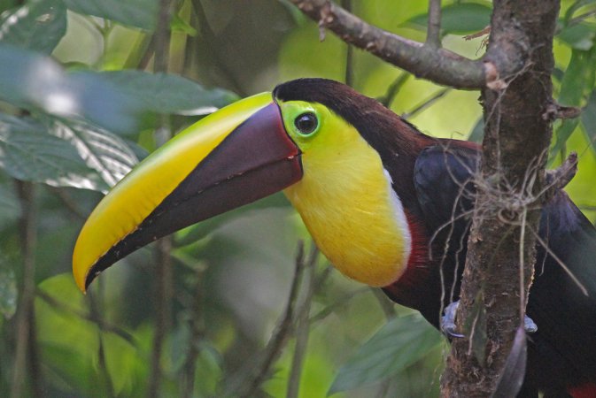Photo (20): Black-mandibled Toucan