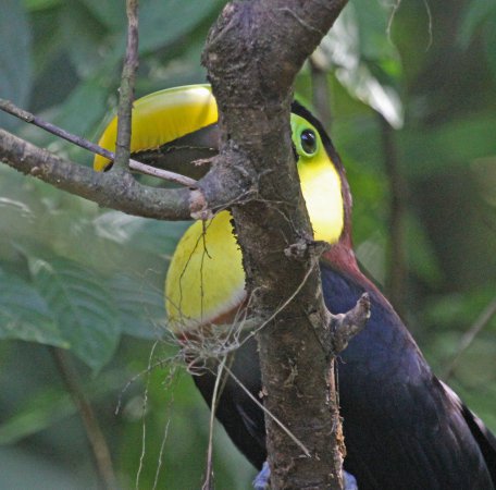Photo (12): Black-mandibled Toucan