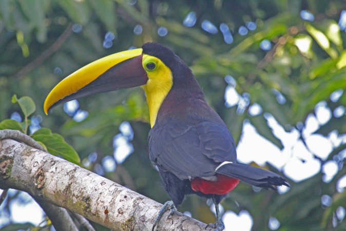 Photo (18): Black-mandibled Toucan