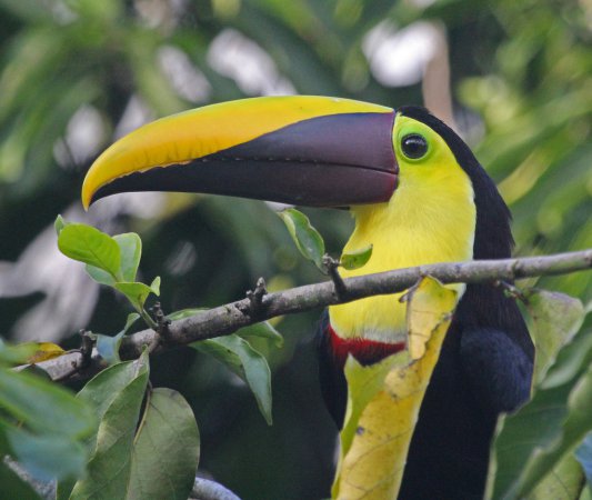 Photo (15): Black-mandibled Toucan