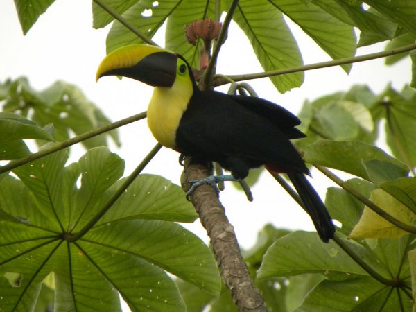 Photo (24): Black-mandibled Toucan