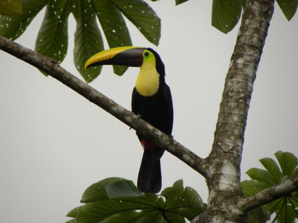 Photo (14): Black-mandibled Toucan
