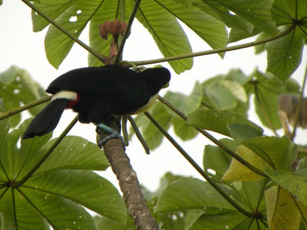 Photo (22): Black-mandibled Toucan