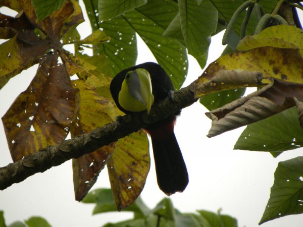 Photo (7): Black-mandibled Toucan