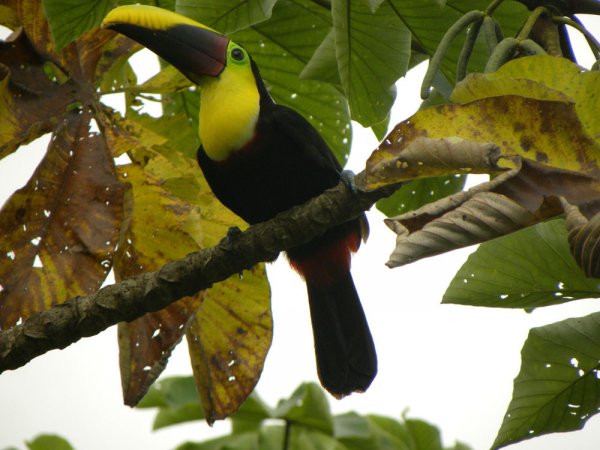 Photo (2): Black-mandibled Toucan