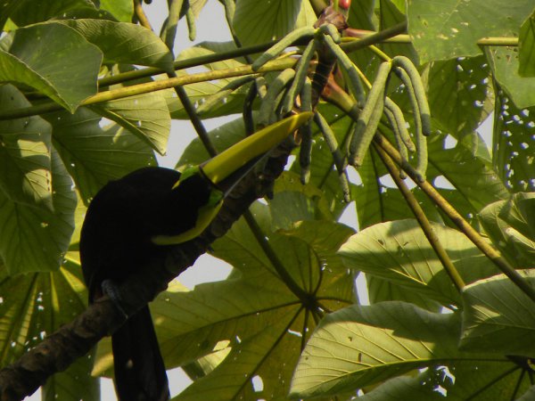 Photo (21): Black-mandibled Toucan