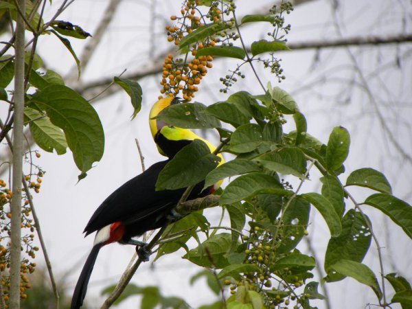 Photo (23): Black-mandibled Toucan
