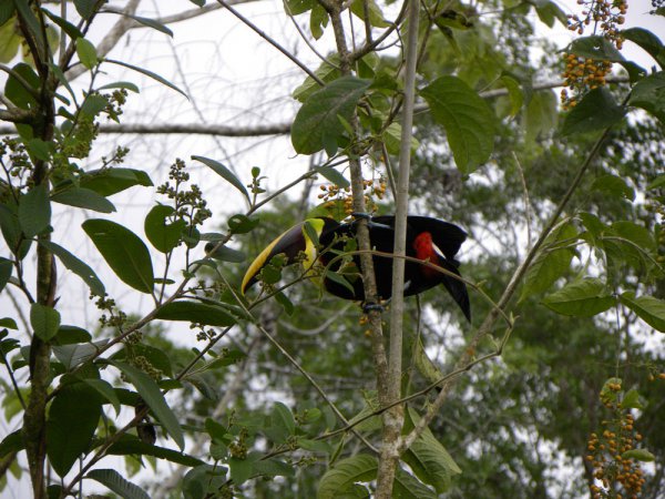Photo (11): Black-mandibled Toucan