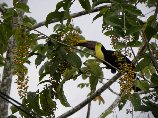 Photo (19): Black-mandibled Toucan