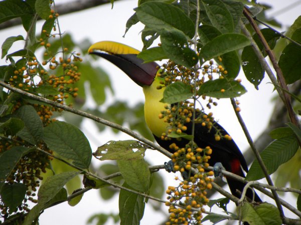 Photo (9): Black-mandibled Toucan