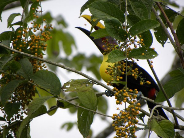 Photo (17): Black-mandibled Toucan