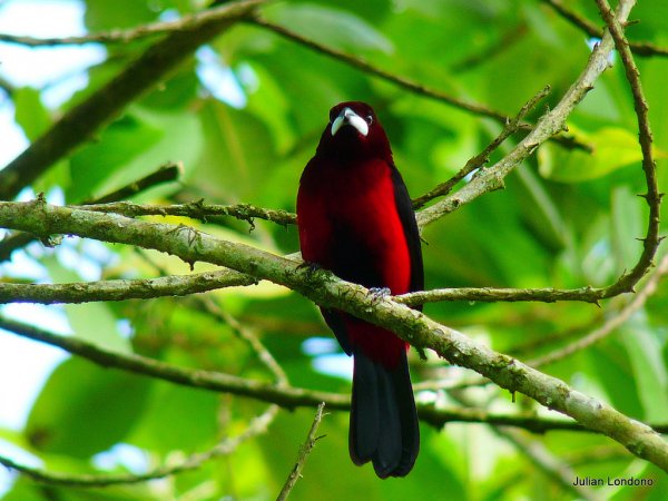 Photo (10): Crimson-backed Tanager