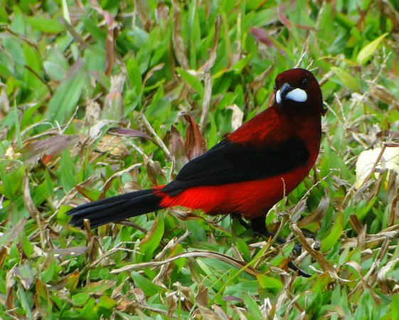 Photo (7): Crimson-backed Tanager