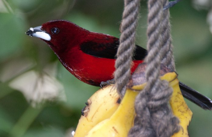 Photo (11): Crimson-backed Tanager
