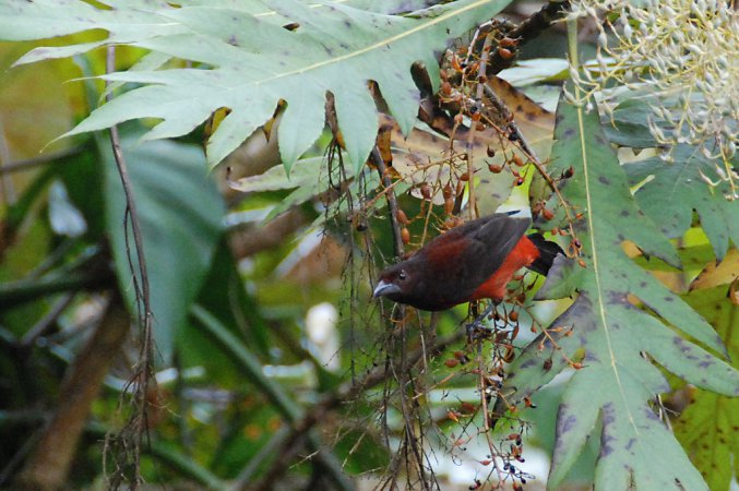 Photo (8): Crimson-backed Tanager