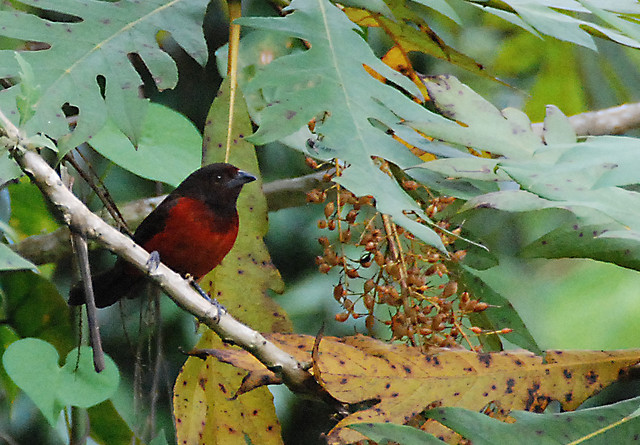 Photo (6): Crimson-backed Tanager