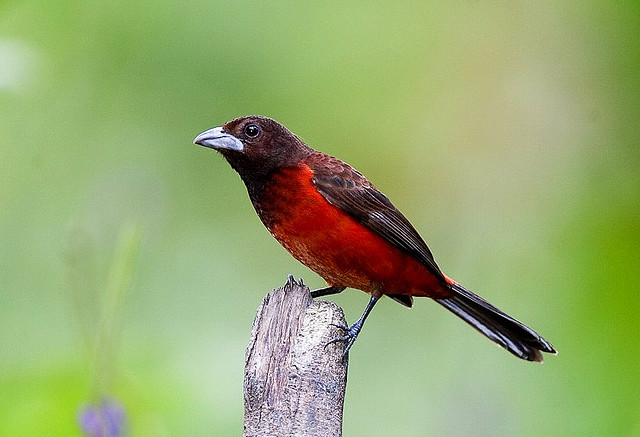 Photo (2): Crimson-backed Tanager