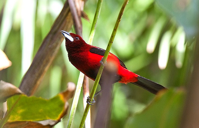 Photo (5): Crimson-backed Tanager