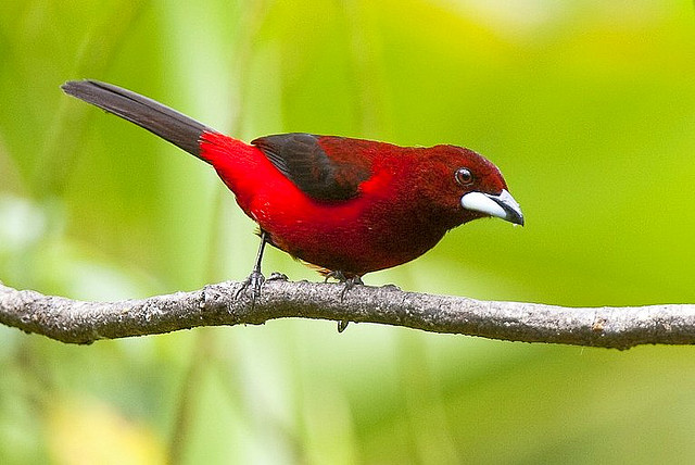 Photo (1): Crimson-backed Tanager