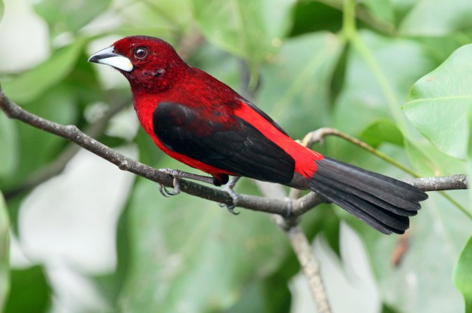 Photo (9): Crimson-backed Tanager