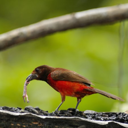 Photo (4): Crimson-backed Tanager