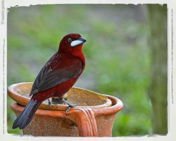 Photo (3): Crimson-backed Tanager