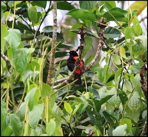 Photo (15): Passerini's Tanager