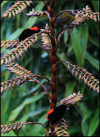Photo (14): Passerini's Tanager