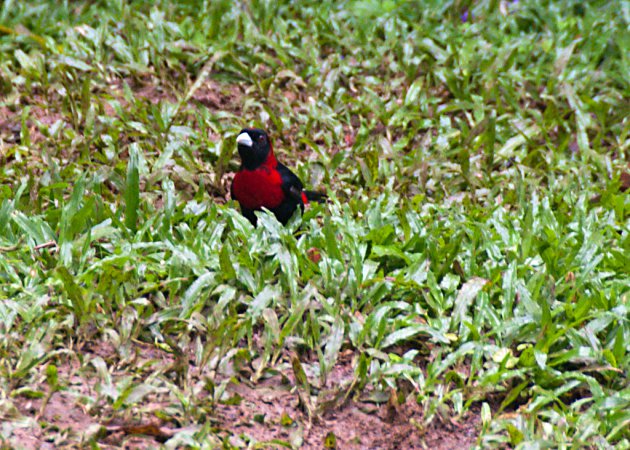Photo (6): Crimson-collared Tanager
