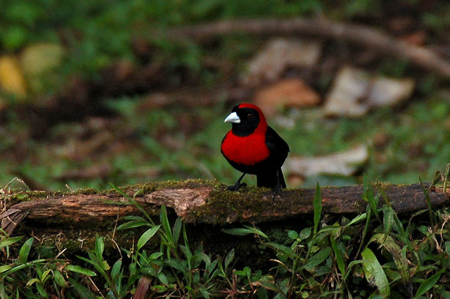 Photo (4): Crimson-collared Tanager