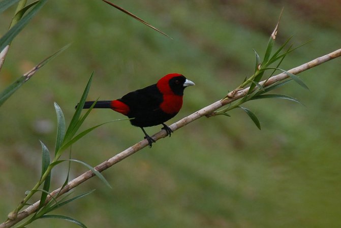 Photo (3): Crimson-collared Tanager