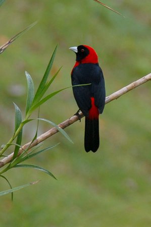 Photo (2): Crimson-collared Tanager