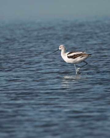 Photo (14): American Avocet