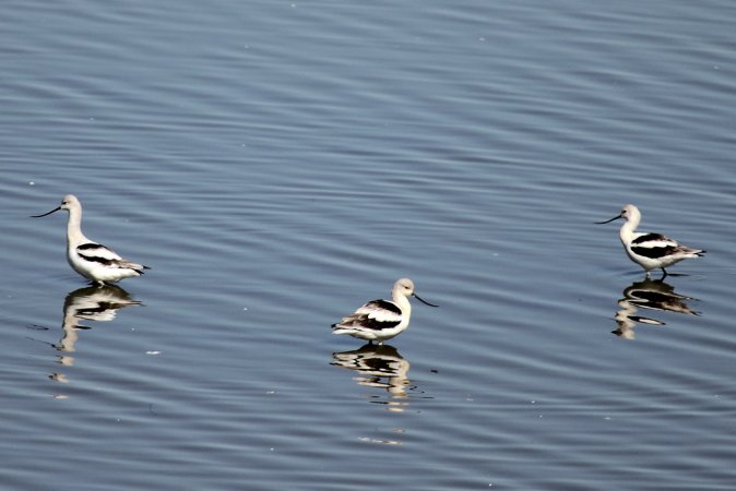 Photo (16): American Avocet