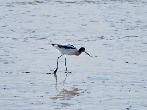 Photo (17): American Avocet