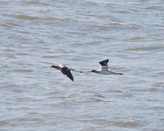 Photo (18): American Avocet