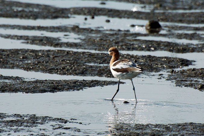 Photo (13): American Avocet