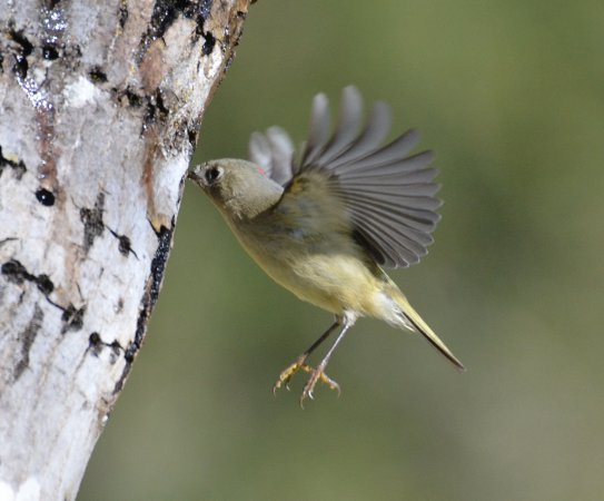 Photo (24): Ruby-crowned Kinglet
